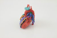 Heart model