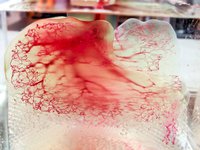 3D Systems bopprinting and regenerative medicine.jpg