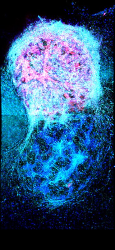 Fluorescent cells FINAL - NO BOUNDARY.png