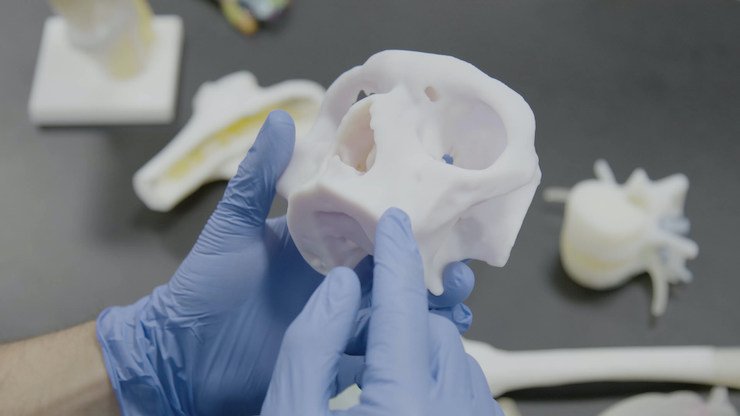 Gloved-Hands-Holding-Skull