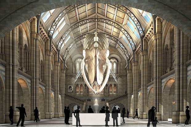 Naturalhistorymuseum_whale.jpg