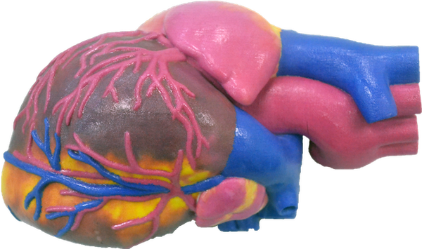 3d-printed-heart_.png